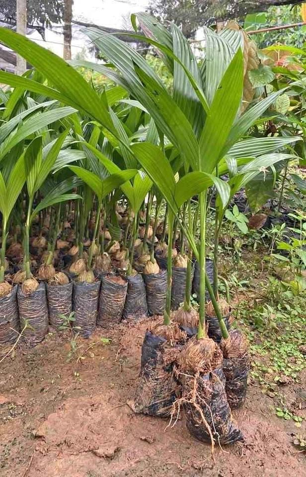 Bibit Pinang Betara