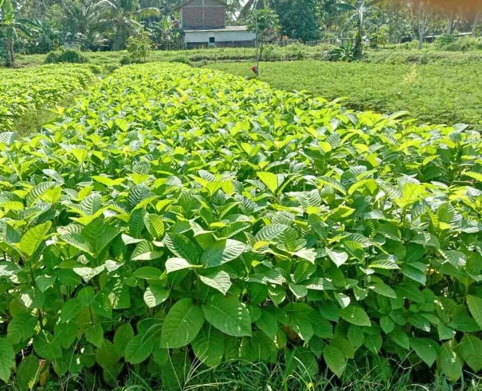 Bibit Jabon