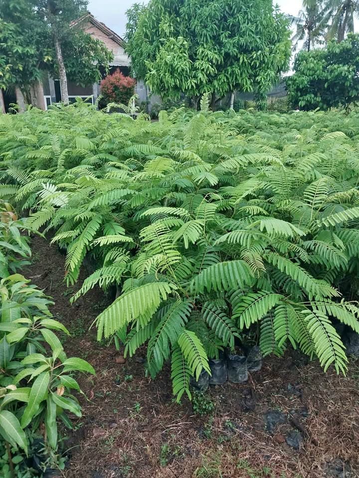 Bibit Petai