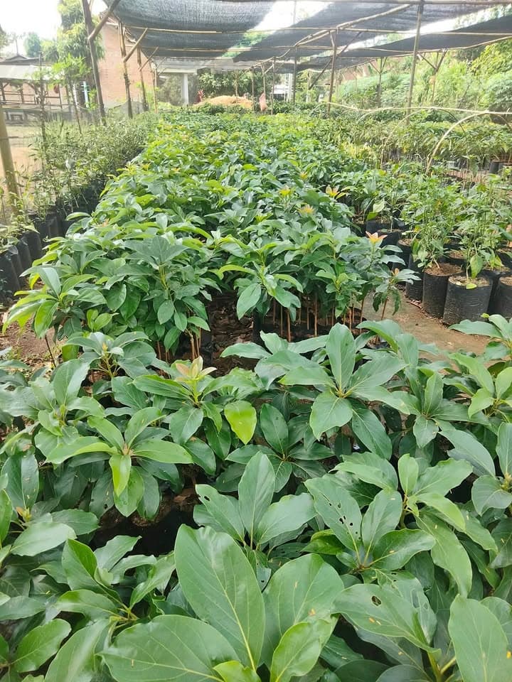 Bibit Alpukat Siger