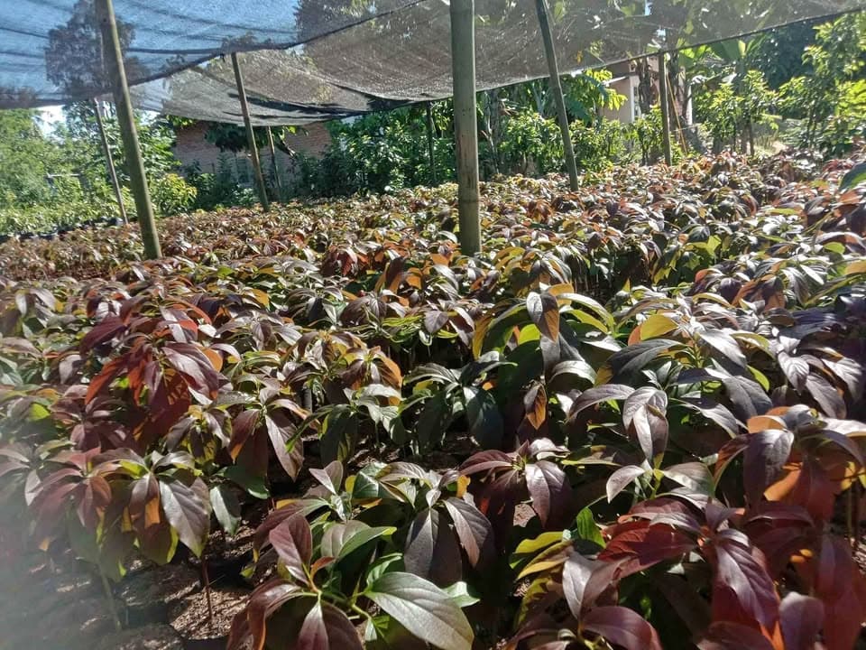 Bibit Alpukat Red Vietnam