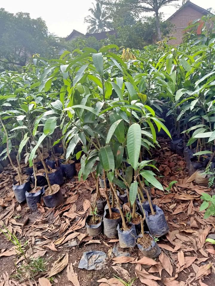 bibit mannga