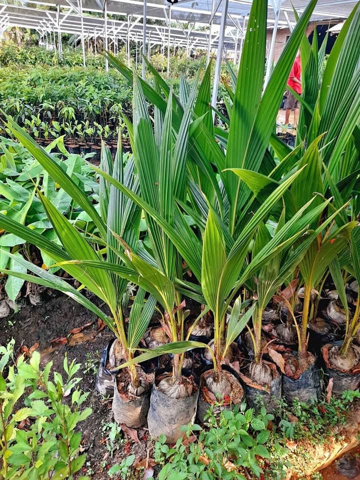 Bibit kelapa nias