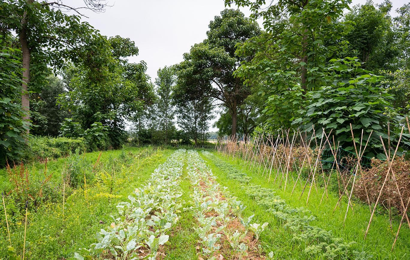 Pembibitan CV. Lintas Batas Agro