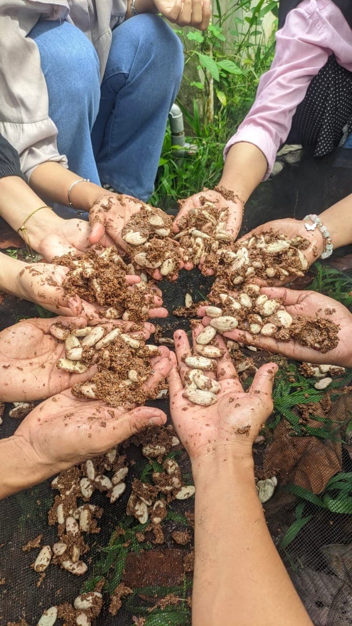 Bibit tanaman sehat di polybag