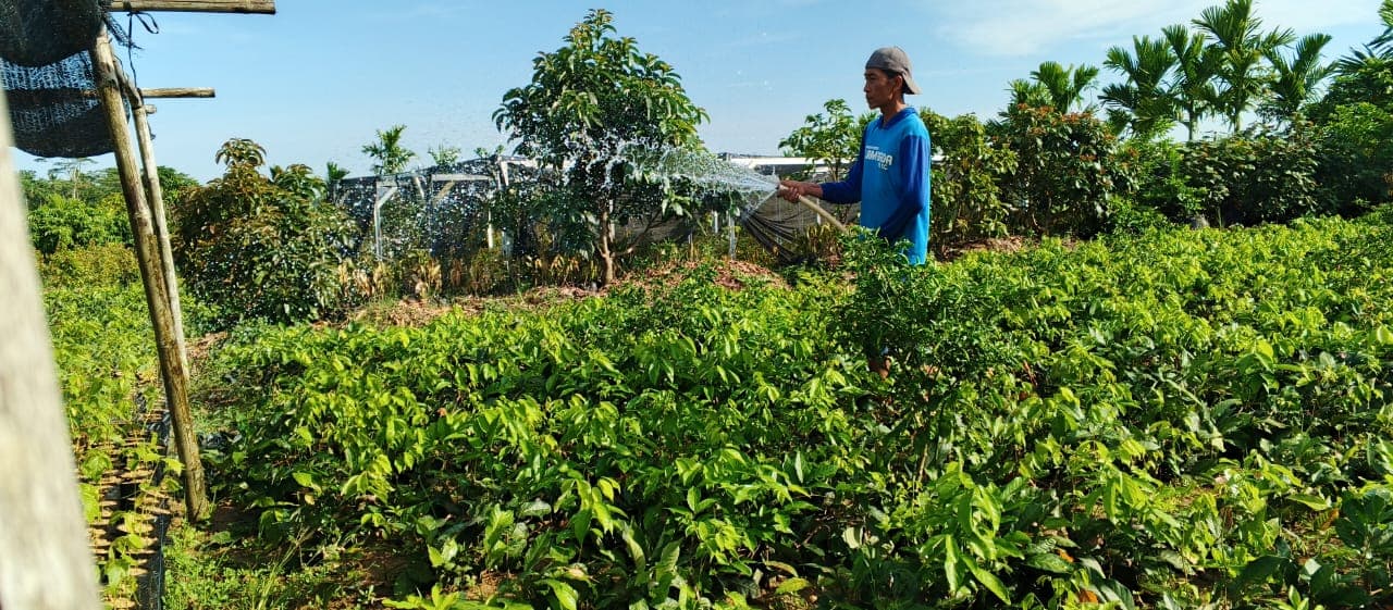 Produksi bibit tanaman di nursery CV. Lintas Batas Agro
